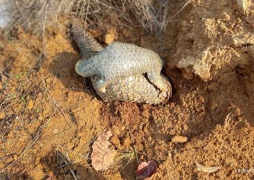 मकवानपुरमा लोपोन्मुख बच्चासहितको सालक फेला